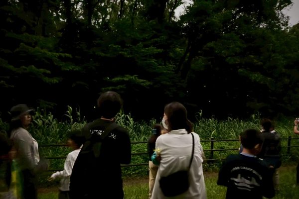 【相鉄線沿線「学びクラブ」】親子でホタル鑑賞会～横浜に自生するホタルを鑑賞しよう！～　2025年6月7日(土)