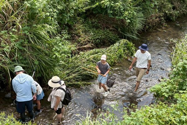 【相鉄線沿線「学びクラブ」】和泉川 三ツ境・二つ橋水辺公園で生き物観察　 2025年9月6日(土)