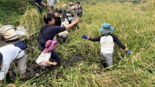 【相鉄線沿線「学びクラブ」】田んぼで稲刈り体験！　 2025年10月5日(日)