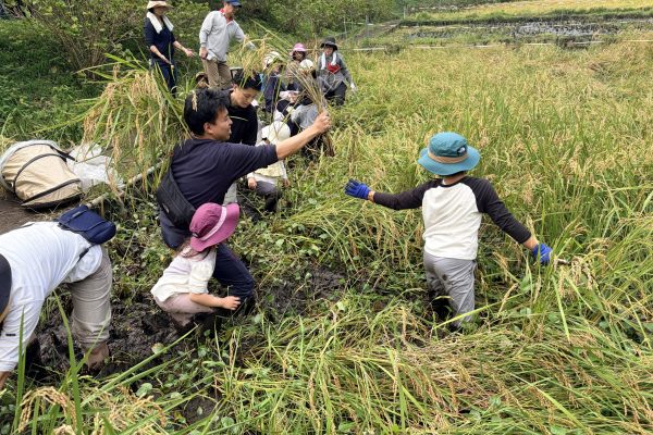 【相鉄線沿線「学びクラブ」】田んぼで稲刈り体験！　 2025年10月5日(日)